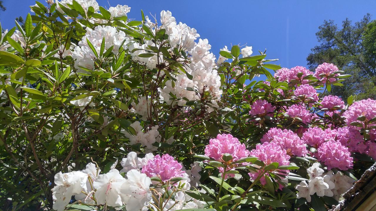 Sunshine Coast Treetop B&B Sechelt Esterno foto