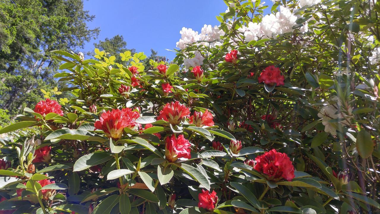 Sunshine Coast Treetop B&B Sechelt Esterno foto